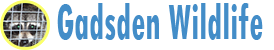 Gadsden Wildlife